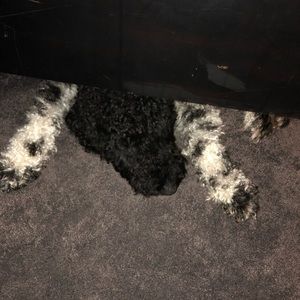 Meet your Posher, Kami